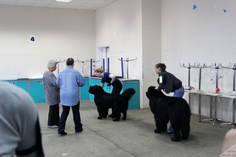 Фото: ньюфаундленд CHarl'z Balu Blek Biar (Чарльз Балу Блек Биар)