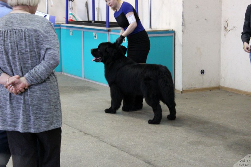 Фото: ньюфаундленд CHarl'z Balu Blek Biar (Чарльз Балу Блек Биар)