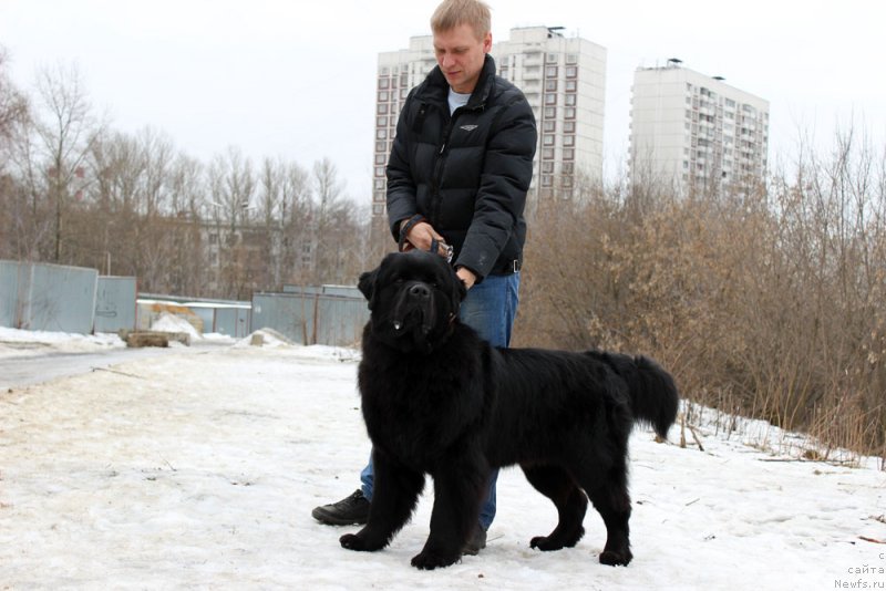 Фото: ньюфаундленд CHarl'z Balu Blek Biar (Чарльз Балу Блек Биар)