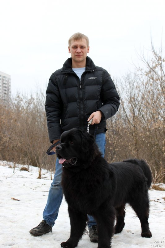 Фото: ньюфаундленд CHarl'z Balu Blek Biar (Чарльз Балу Блек Биар)