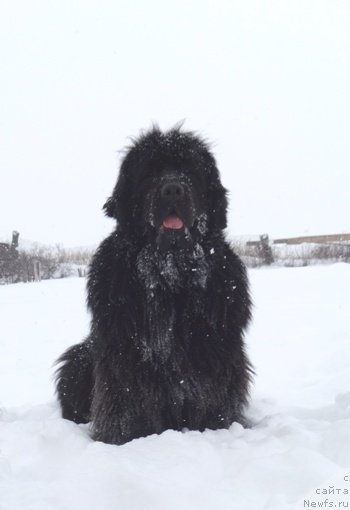 Фото: ньюфаундленд Feliciya (Фелиция)