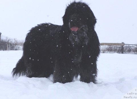 Фото: ньюфаундленд Feliciya (Фелиция)