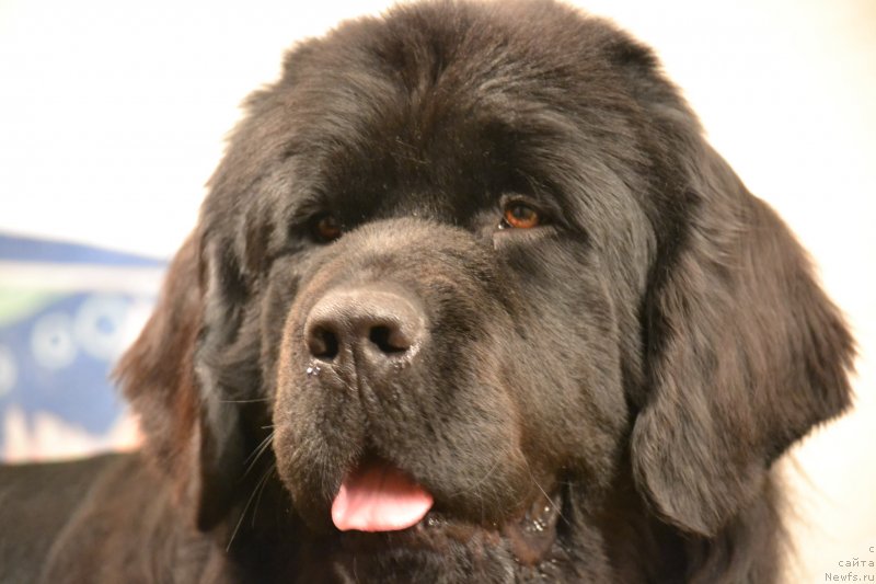 Фотография № 147616