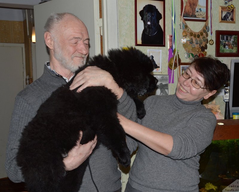 Фото: ньюфаундленд Smigar Udel'nyiy Knyaz' Snegodar (Смигар Удельный Князь Снегодар)