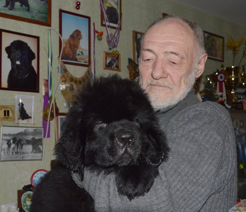 Фото: ньюфаундленд Smigar Udel'nyiy Knyaz' Snegodar (Смигар Удельный Князь Снегодар)