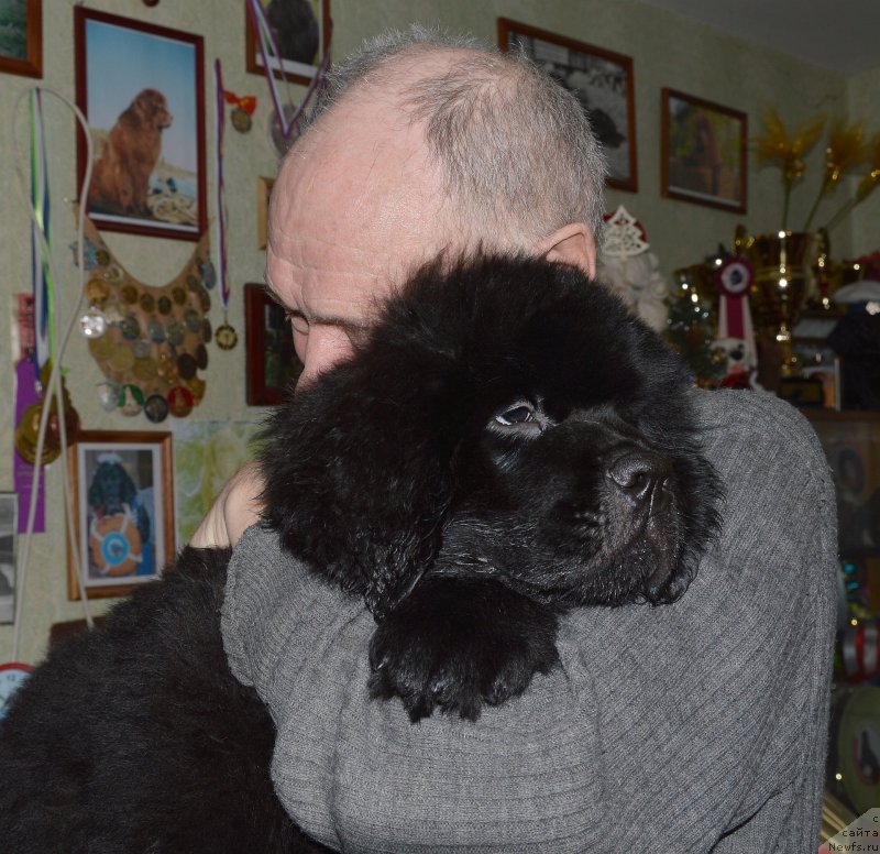 Фото: ньюфаундленд Smigar Udel'nyiy Knyaz' Snegodar (Смигар Удельный Князь Снегодар)