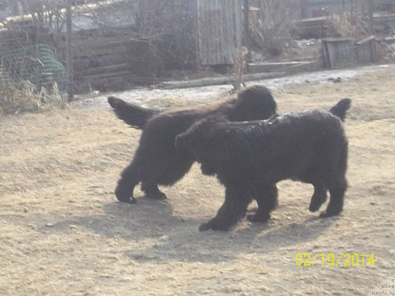 Фото: ньюфаундленд Super Premium Nao Del Trato (Супер Премиум Нао Дел Трато), ньюфаундленд Super Premium Nemessis (Супер Премиум Немессис)