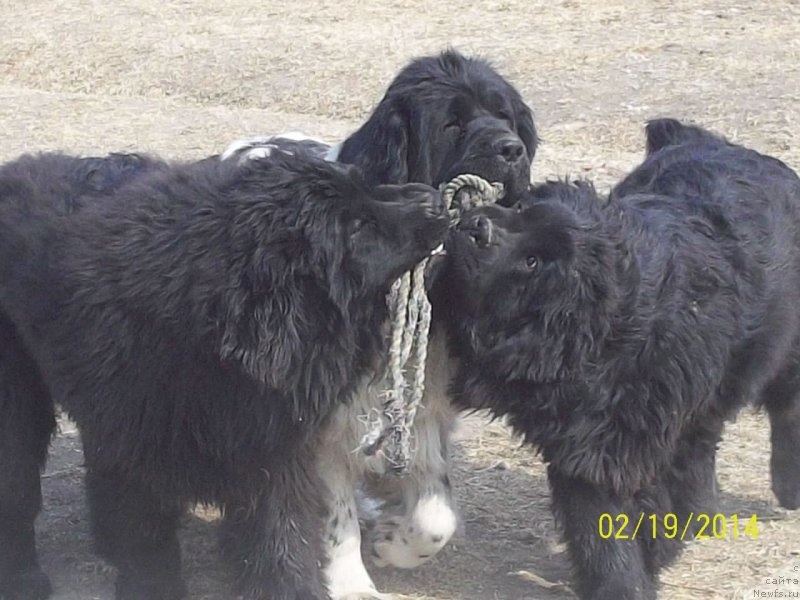 Фото: ньюфаундленд Super Premium Litoniel Vallaninor (Супер Премиум Литониэль Валланинор), ньюфаундленд Super Premium Nao Del Trato (Супер Премиум Нао Дел Трато), ньюфаундленд Super Premium Nemessis (Супер Премиум Немессис)