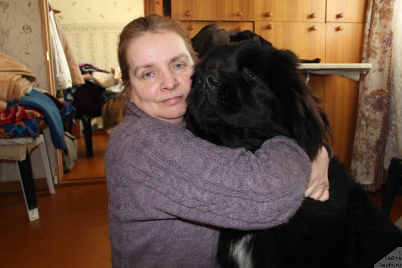 Фото: ньюфаундленд Sent Djons Etoile Noire (Сент Джонс Етоиль Ноир)