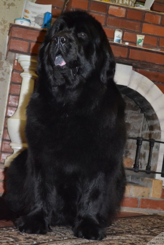 Фото: ньюфаундленд Kaliforniya Kara Deniz (Калифорния Кара Дениз)