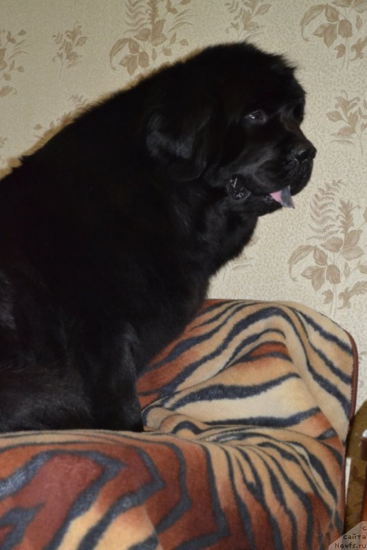 Фото: ньюфаундленд Kaliforniya Kara Deniz (Калифорния Кара Дениз)