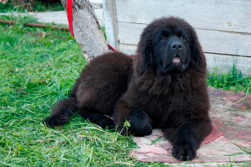 Фото: ньюфаундленд Will Smith Kara Deniz (Will Smith Kara Deniz)