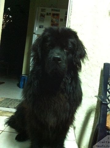 Фото: ньюфаундленд Kenvud Kara Deniz (Кенвуд Кара Дениз)