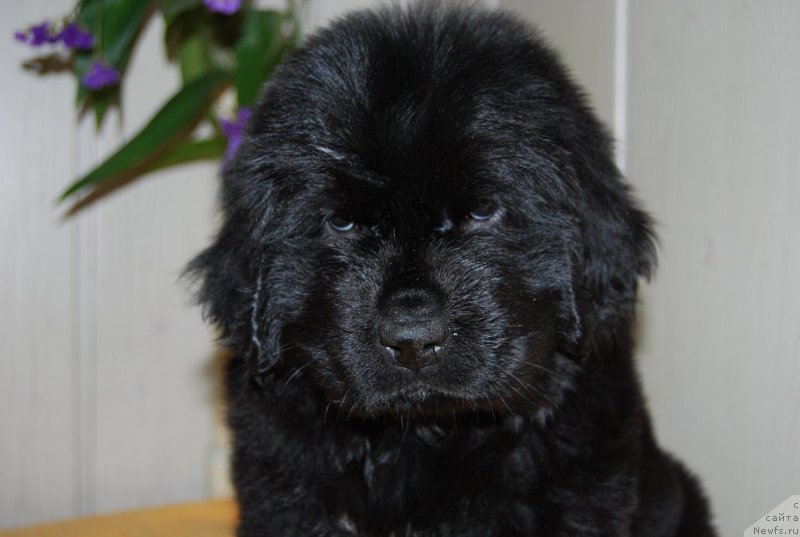 Фото: ньюфаундленд Face of an Angel Giant's Island