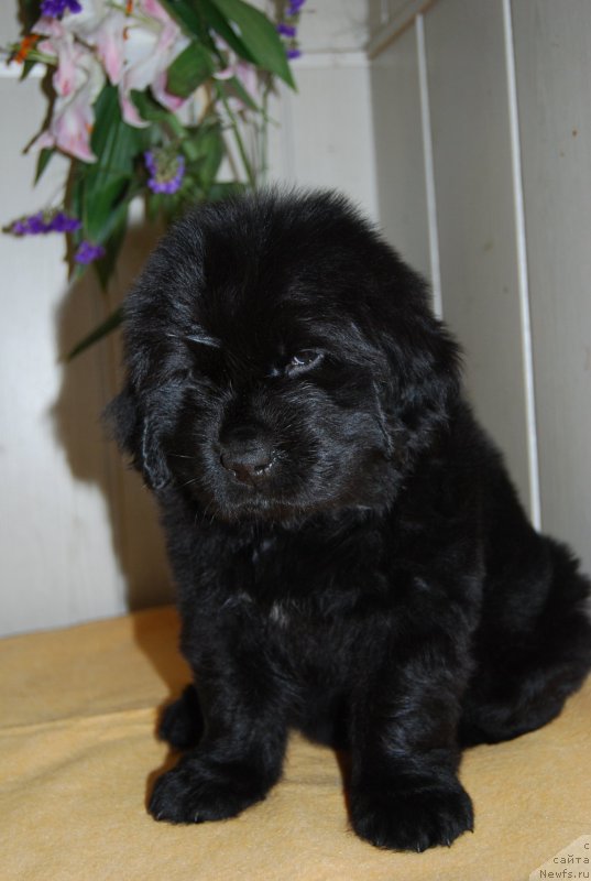 Фото: ньюфаундленд Face of an Angel Giant's Island