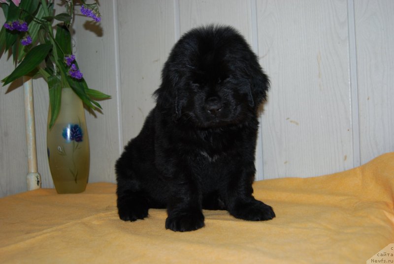 Фотография № 147673