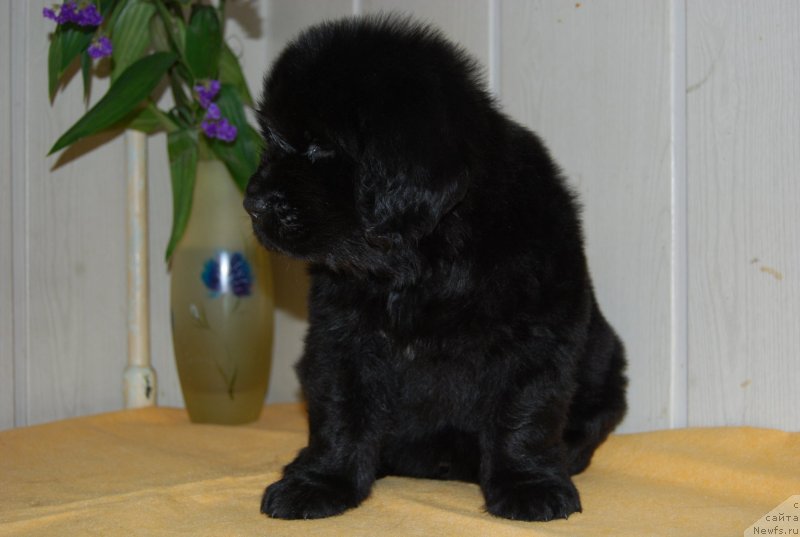 Фотография № 147674