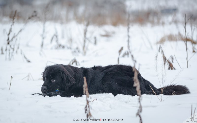 Фото: ньюфаундленд Chernyj Chank s Berega Dona (Черный Чанк с Берега Дона)