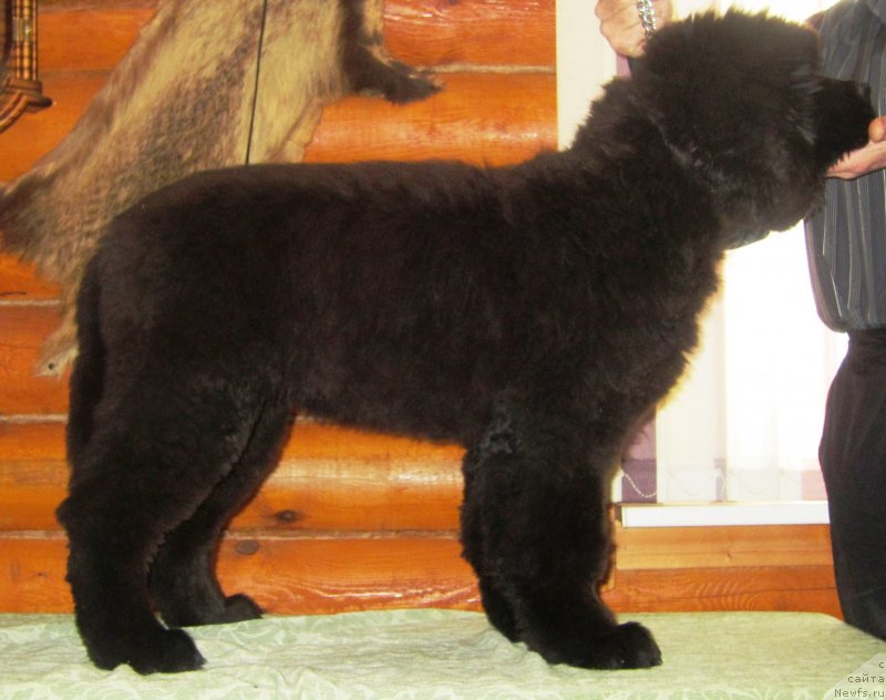 Фото: ньюфаундленд YEl'brus iz Antagrada (Эльбрус из Антаграда)