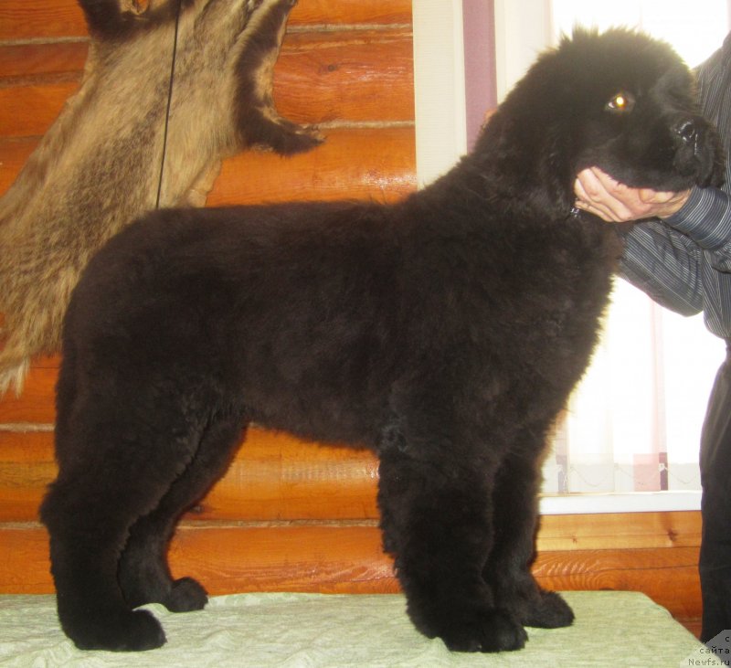 Фото: ньюфаундленд YEl'brus iz Antagrada (Эльбрус из Антаграда)