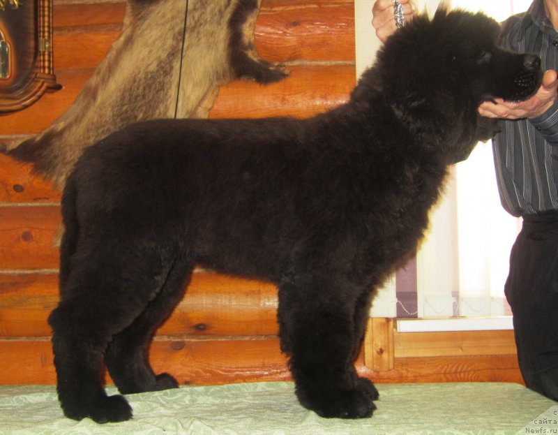 Фото: ньюфаундленд YEl'brus iz Antagrada (Эльбрус из Антаграда)