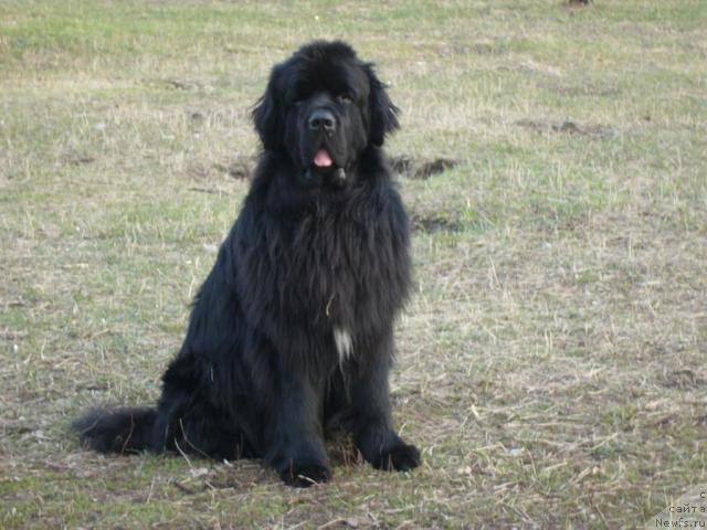 Фото: ньюфаундленд Moroz-Voevoda ot Sibirskogo Medvedya (Мороз-Воевода от Сибирского Медведя)