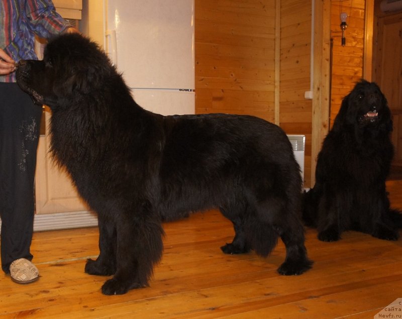 Фото: ньюфаундленд Belkonder-Club Dostuchat'sya Do Nebes (Белкондер-Клаб Достучаться До Небес)