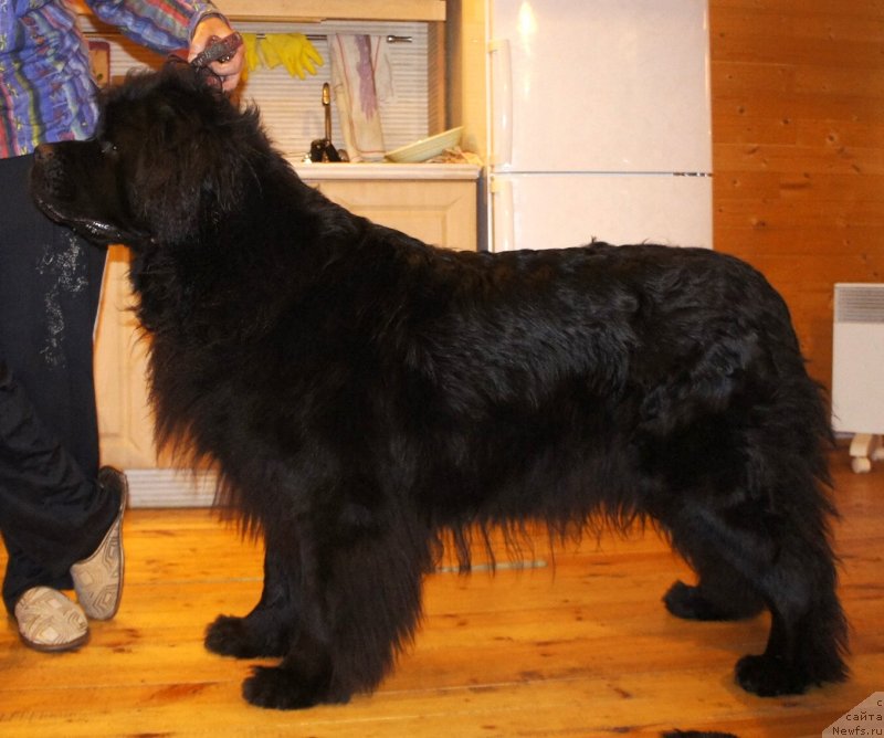 Фото: ньюфаундленд Tselogo Mira Malo iz Arkaima (Целого Мира Мало из Аркаима)