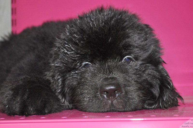 Фото: Бегущая по волнам ФРИЛАНСЕР