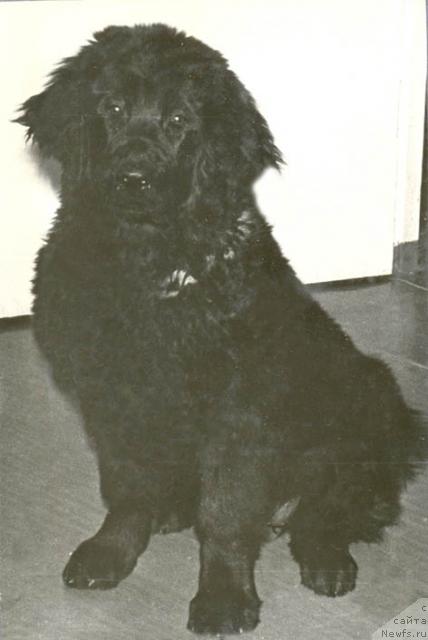 Фото: ньюфаундленд Mar Rada (Мар Рада)