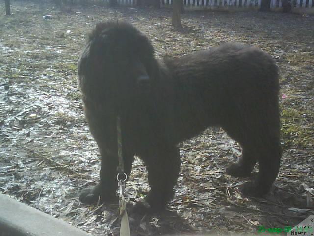 Фото: ньюфаундленд Myedjikal Oushen Gekata (Мэджикал Оушен Геката)