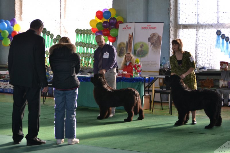 Фото: ньюфаундленд Aquatoriya Kelvin Sharliz (Акватория Келвин Шарлиз), ньюфаундленд Dar Svezy So it Shell Be (Дар Свезы Со Ит Шелл Би)