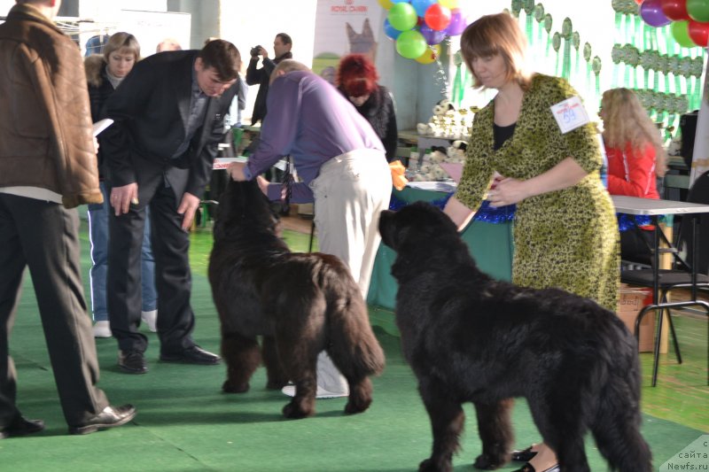 Фото: ньюфаундленд Aquatoriya Kelvin Sharliz (Акватория Келвин Шарлиз), ньюфаундленд Dar Svezy So it Shell Be (Дар Свезы Со Ит Шелл Би)