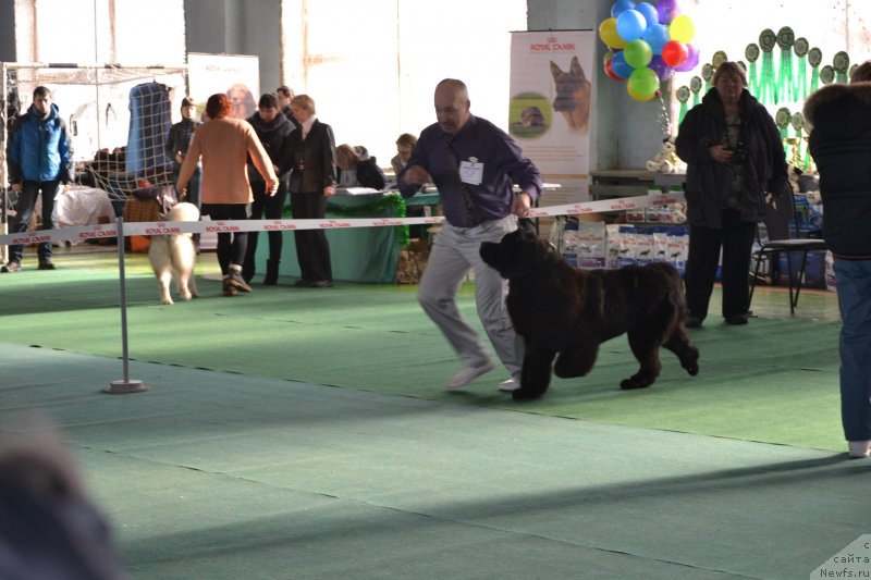 Фото: ньюфаундленд Aquatoriya Kelvin Sharliz (Акватория Келвин Шарлиз)