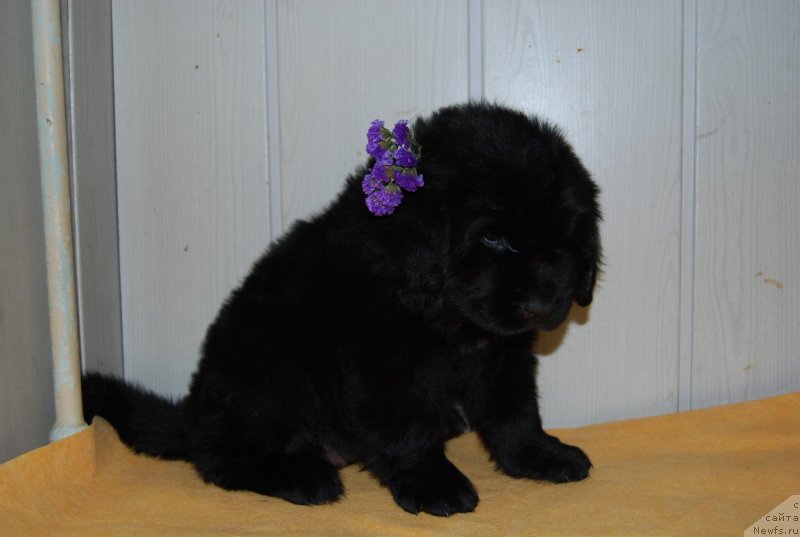 Фотография № 147761