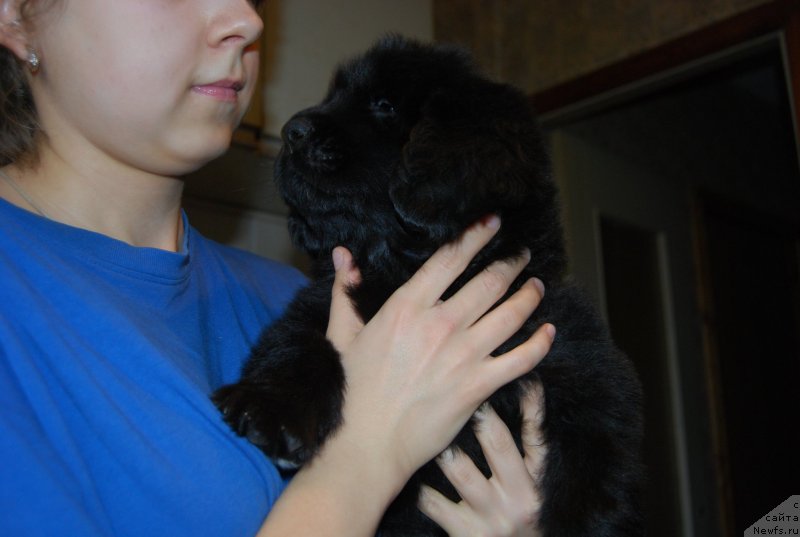 Фото: ньюфаундленд Face of an Angel Giant's Island