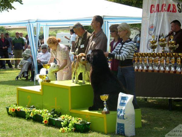 Фото: ньюфаундленд King of Helluland Choose Me (King of Helluland Choose Me)