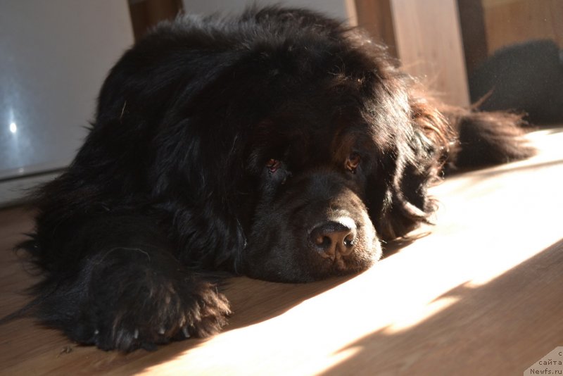 Фото: ньюфаундленд Super Premium Ameliya YEkshen (Супер Премиум Амелия Экшен)