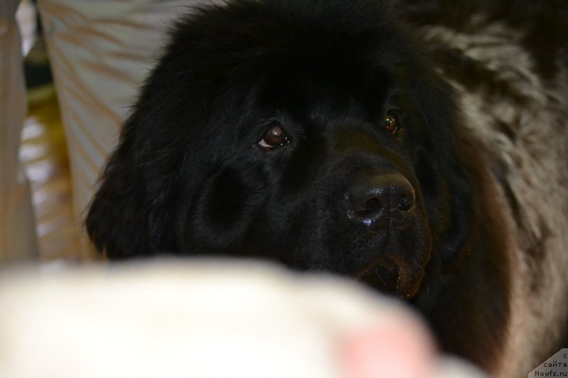 Фото: ньюфаундленд Aquatoriya Kelvin Sharliz (Акватория Келвин Шарлиз)