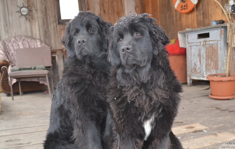 Фото: ньюфаундленд Talisman Morya Magiya Voln (Талисман Моря Магия Волн), ньюфаундленд Talisman Morya Mishel' (Талисман Моря Мишель)
