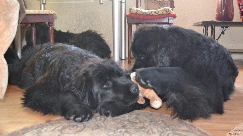 Фото: ньюфаундленд Talisman Morya Mishel' (Талисман Моря Мишель), ньюфаундленд Talisman Morya Magiya Voln (Талисман Моря Магия Волн)