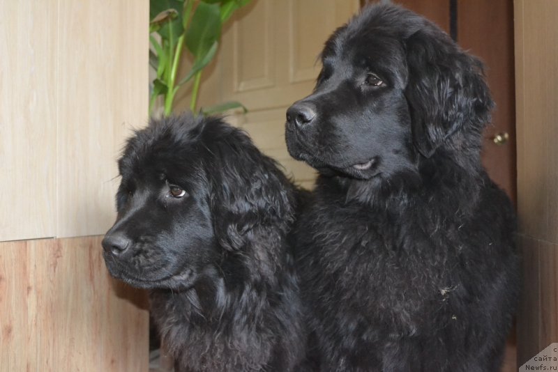 Фото: ньюфаундленд Talisman Morya Mishel' (Талисман Моря Мишель), ньюфаундленд Talisman Morya Magiya Voln (Талисман Моря Магия Волн)