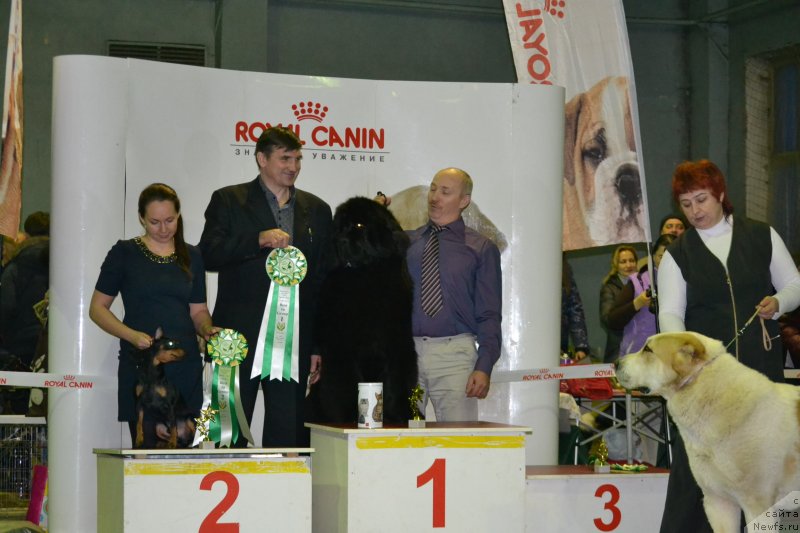 Фото: ньюфаундленд Simbad Pokoritel' Morey (Симбад Покоритель Морей)