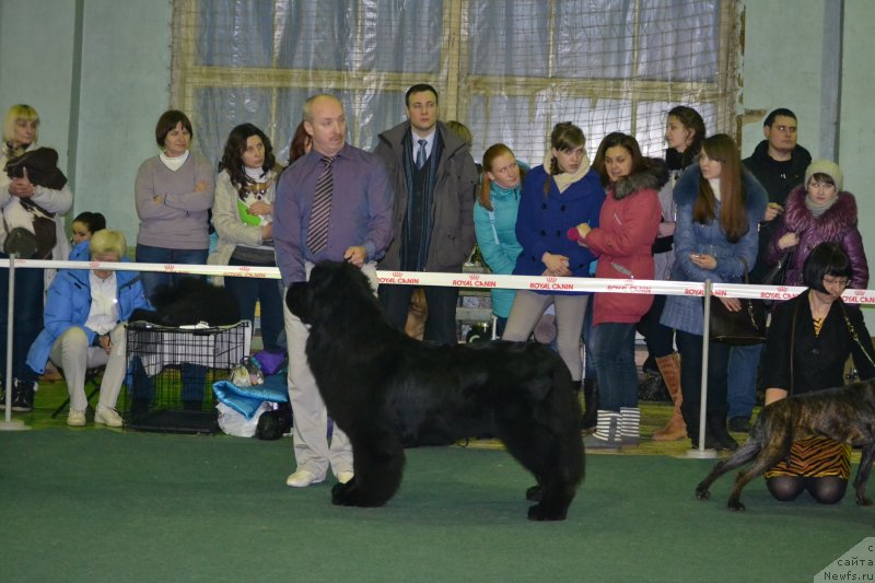 Фото: ньюфаундленд Simbad Pokoritel' Morey (Симбад Покоритель Морей)