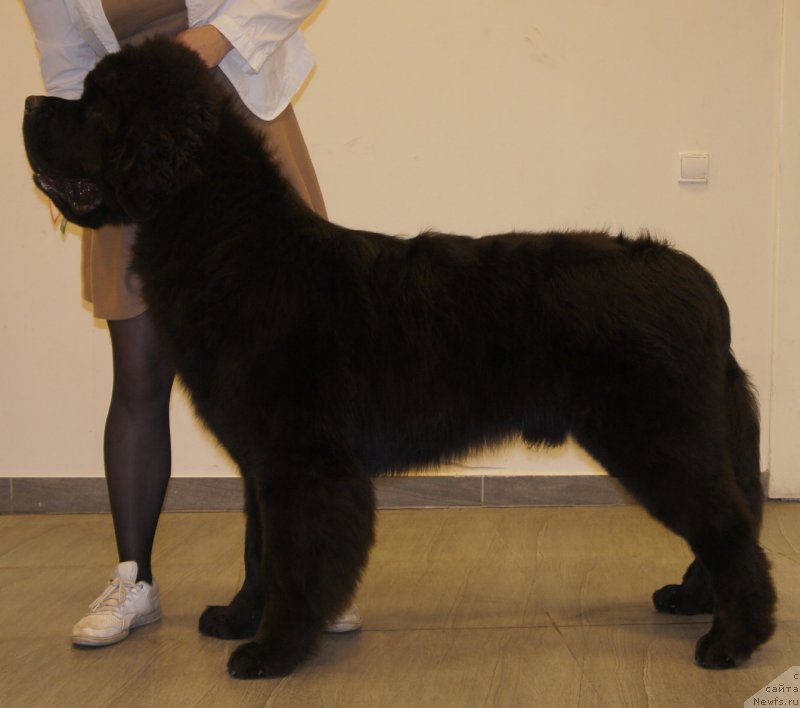 Фото: ньюфаундленд Smigar Liverpulsiy Chetvertak (Смигар Ливерпульский Четвертак)