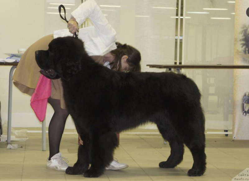 Фото: ньюфаундленд Smigar Liverpulsiy Chetvertak (Смигар Ливерпульский Четвертак)