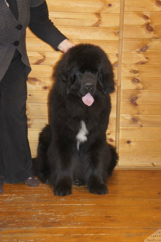 Фото: ньюфаундленд Smigar Love Story (Смигар Лав Стори)