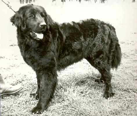 Фото: ньюфаундленд Mara (Мара)