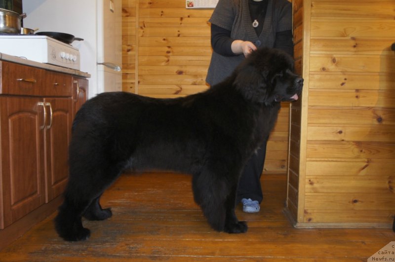 Фото: ньюфаундленд Smigar Love Story (Смигар Лав Стори)