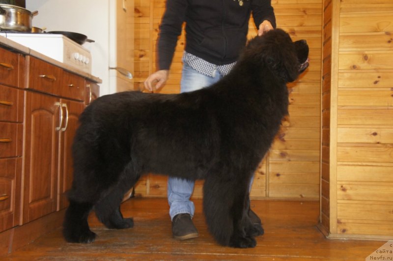 Фото: ньюфаундленд Smigar Love Story (Смигар Лав Стори)